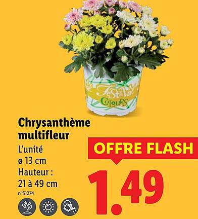 Chrysanthème multifleur