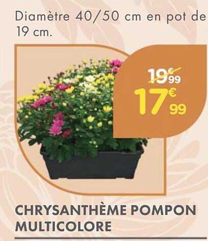 CHRYsANTHÈME POMPON MULTICOLOR