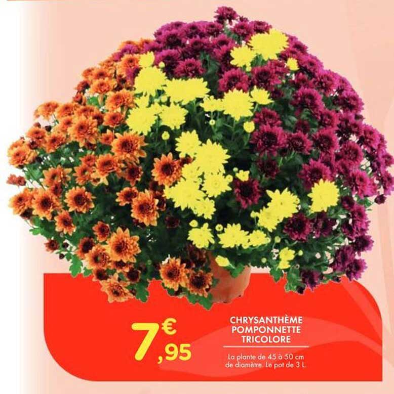 CHRYSANTHÈME POMPONNETTE TRICOLOR
