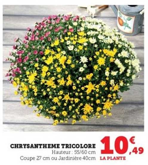 CHRYSANTHEME TRICOLORE