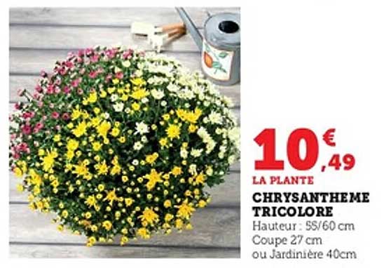 CHRYSANTHEME TRICOLORE