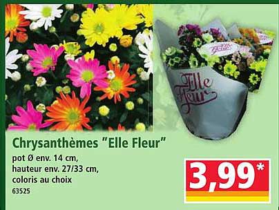 Chrysanthèmes "Elle Fleur"