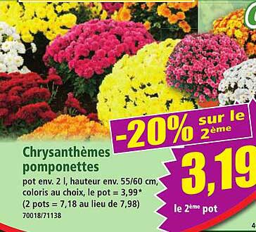 Chrysanthèmes pomponettes