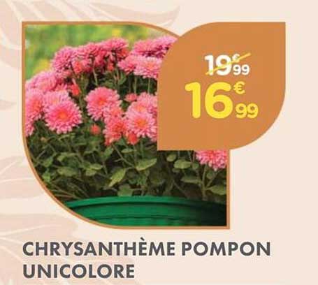 CHRYSEANTHÈME POMPON UNICOLOR