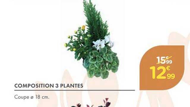 COMPOSITION 3 PLANTES