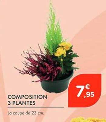 COMPOSITION 3 PLANTES