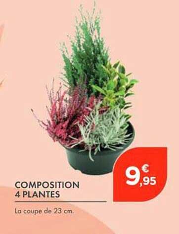 COMPOSITION 4 PLANTES