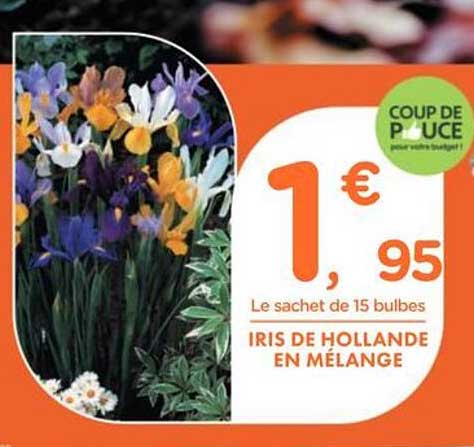 Coup de Pouce : Iris de Hollande en Mélange