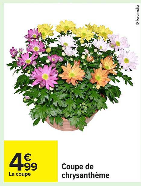 Coupe de chrysanthème