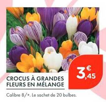 CROCUS À GRANDES FLEURS EN MÉLANGE