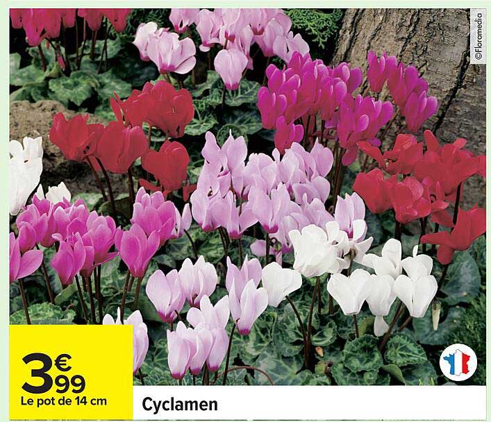 Cyclamen