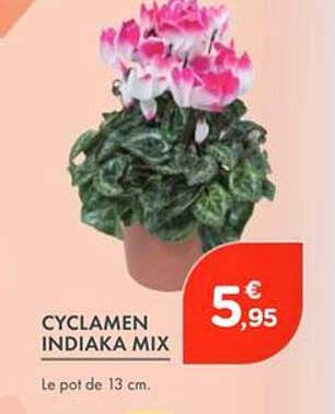 CYCLAMEN INDIAKA MIX