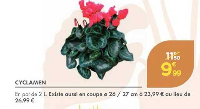 CYCLAMEN