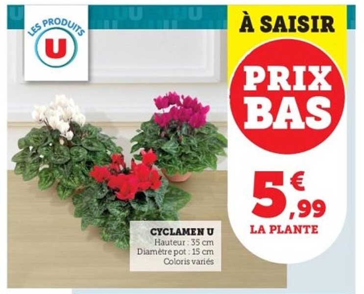 CYCLAMEN U