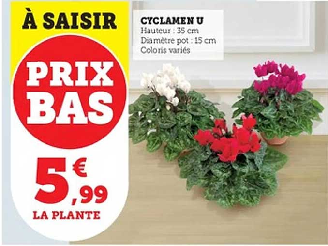 CYCLAMEN U