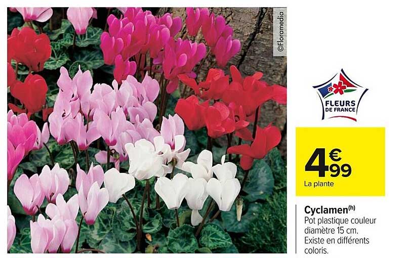 Cyclamen(h)