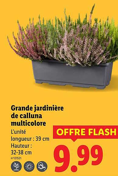Grande jardinière de calluna multicolore