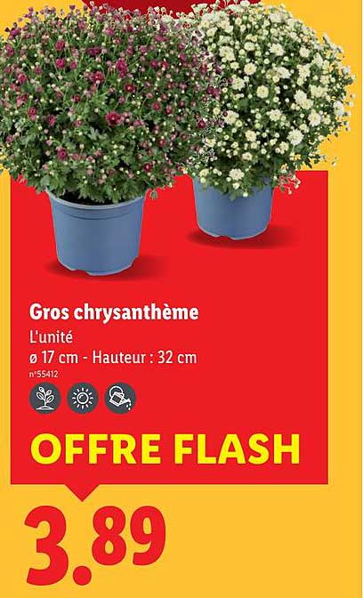 Gros chrysanthème