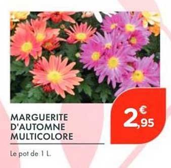 MARGUERITE D'AUTOMNE MULTICOLORE