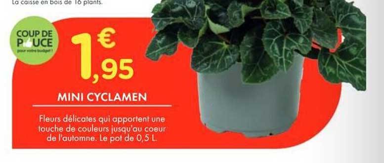 MINI CYCLAMEN