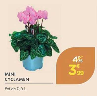 MINI CYCLAMEN