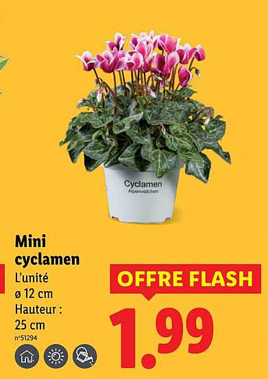 Mini cyclamen