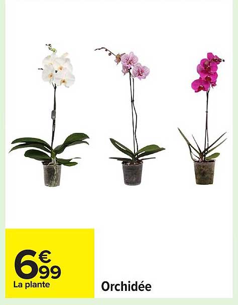 Orchidée
