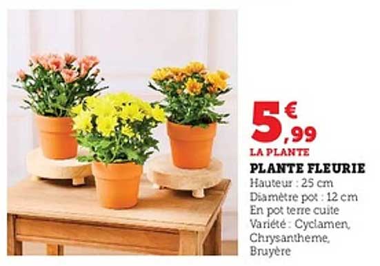 PLANTE FLEURIE