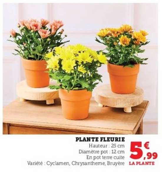 PLANTE FLEURIE