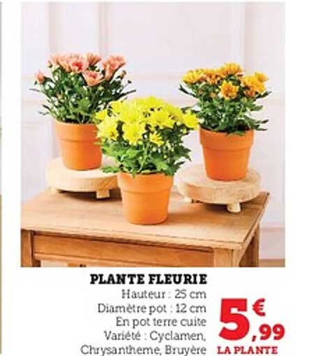 PLANTE FLEURIE