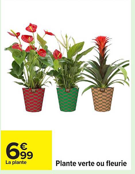 Plante verte ou fleurie