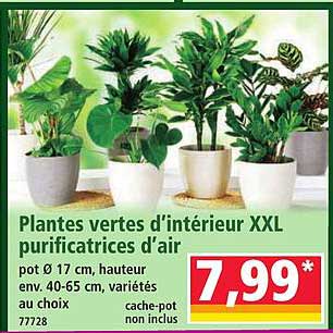 Plantes vertes d'intérieur XXL purificatrices d'air
