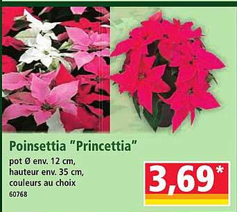 Poinsettia "Princettia"