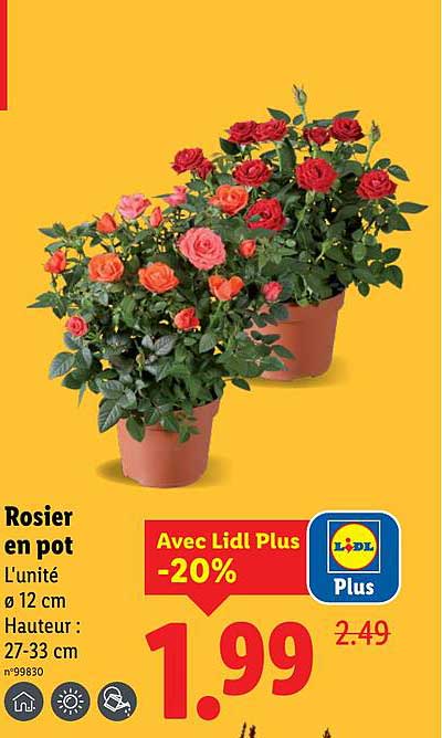 Rosier en pot