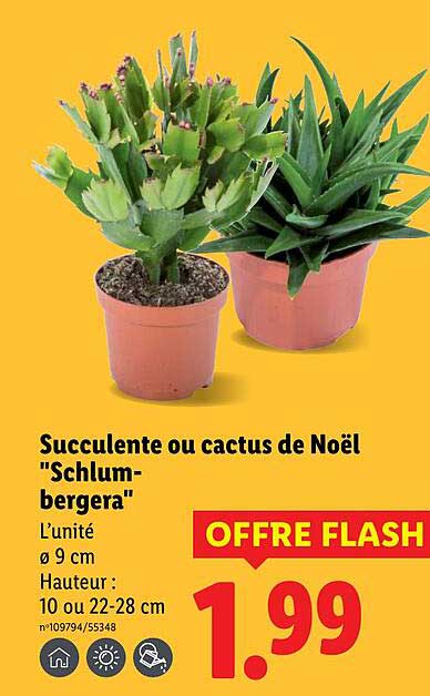 Succulente ou cactus de Noël "Schlumbergera"