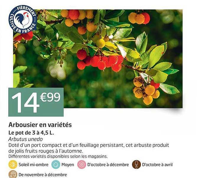 Arbousier en variétés