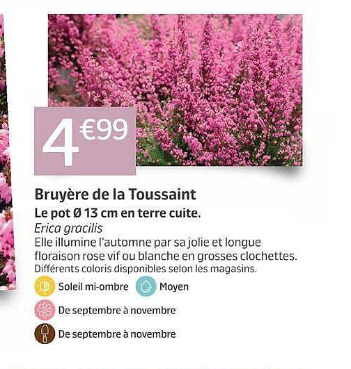 Bruyère de la Toussaint