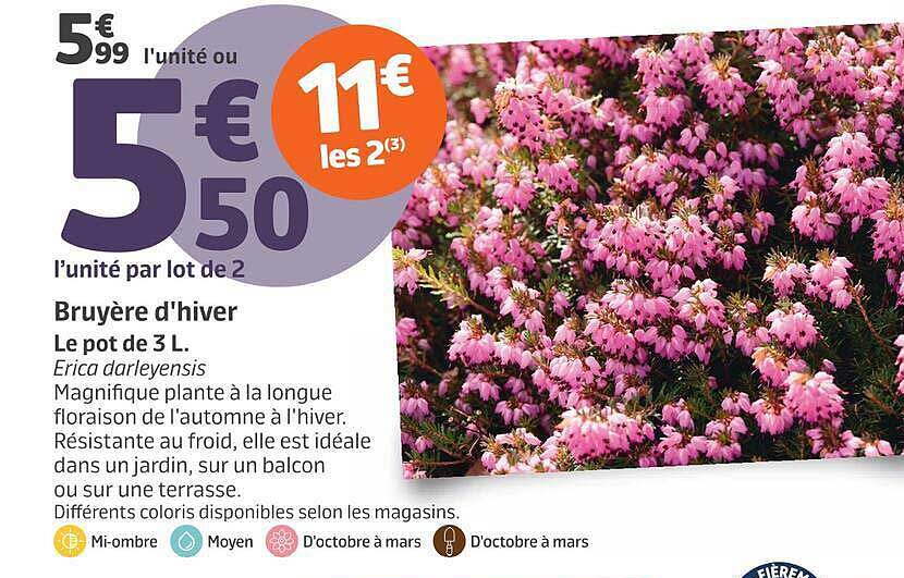 Bruyère d'hiver