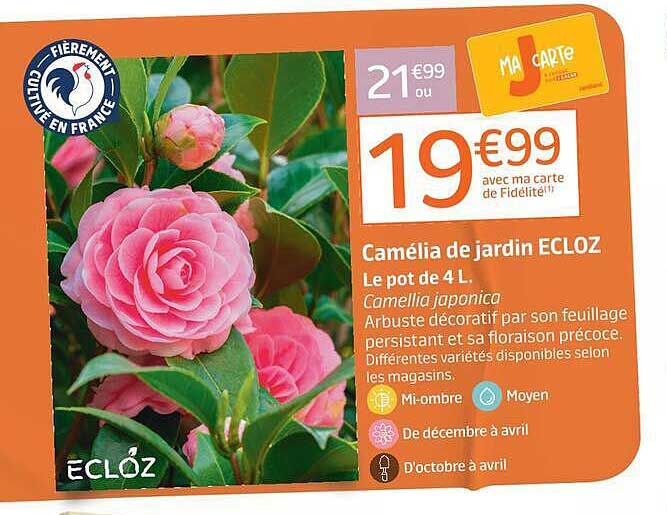 Camélia de jardin ECLOZ