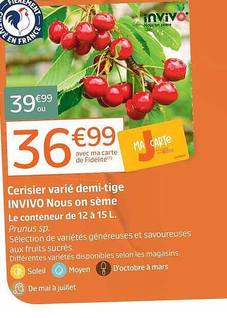 Cerisier varié demi-tige INVIVO Nous on sème