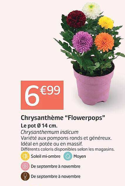 Chrysanthème “Flowerpops”