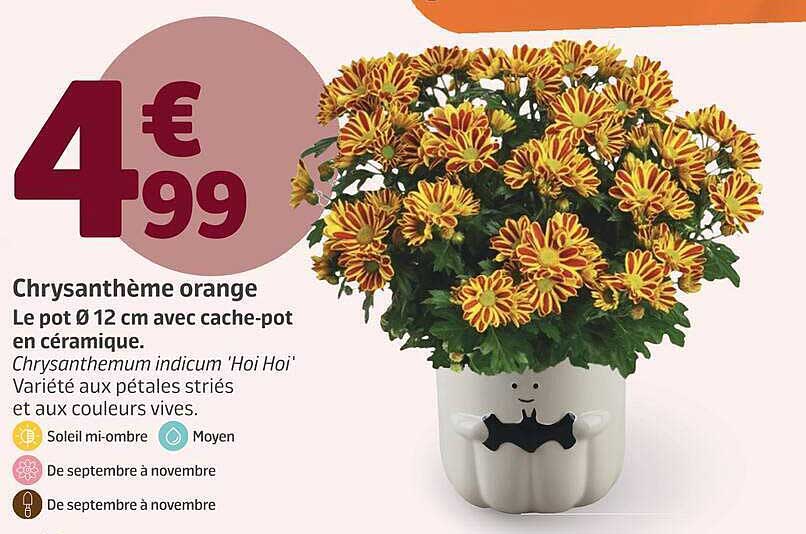 Chrysanthème orange