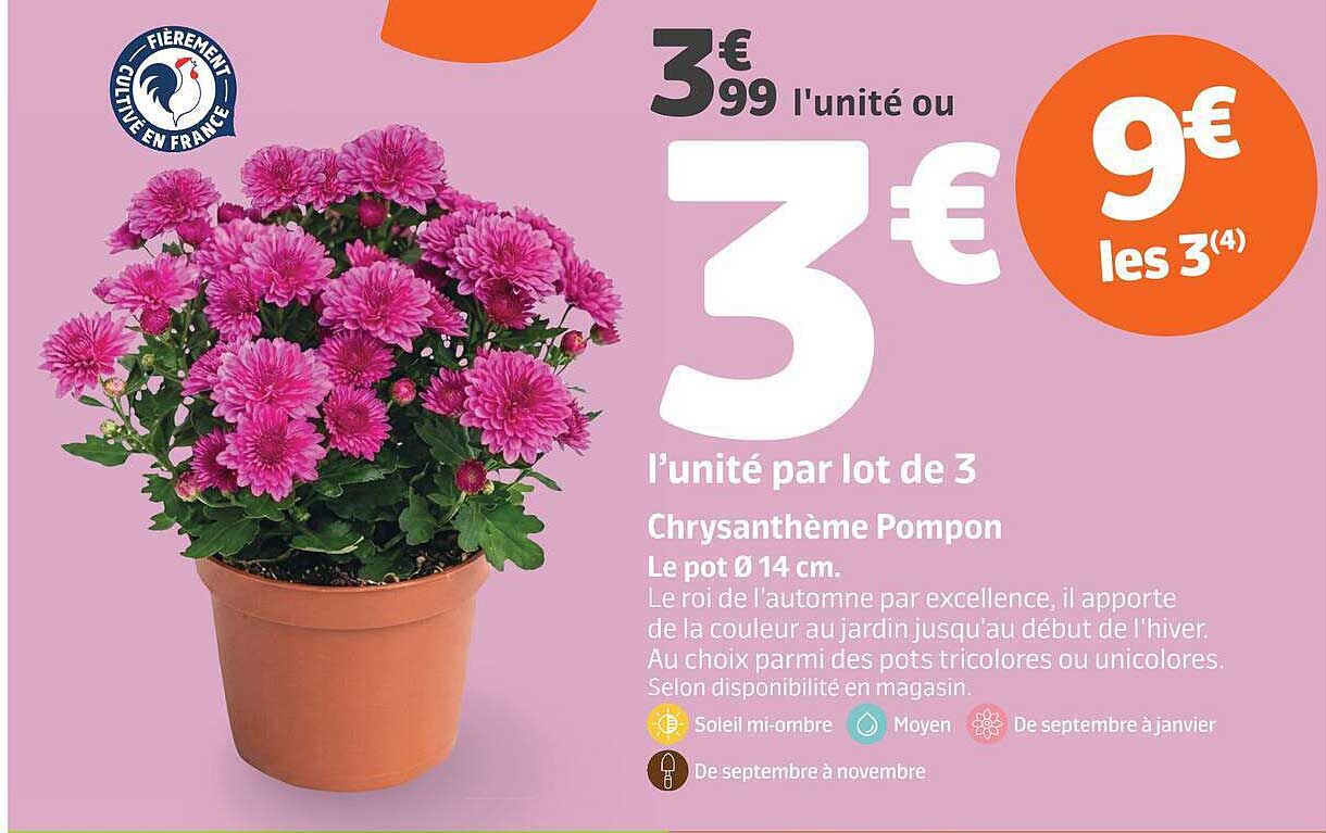 Chrysantheme Pompon