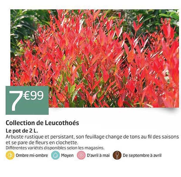 Collection de Leucothoés