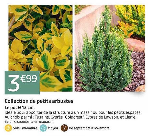 Collection de petits arbustes