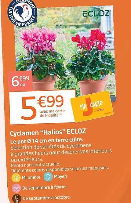 Cyclamen “Halios” ECLOZ