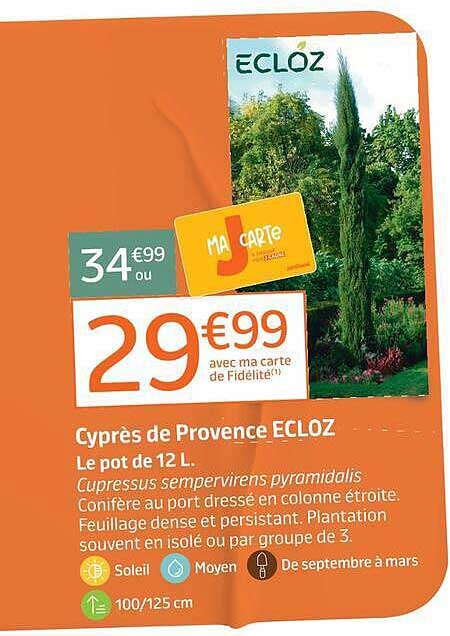 Cyprès de Provence ECLOZ
