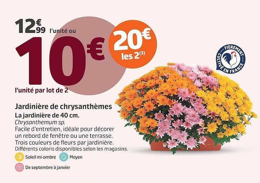 Jardinière de chrysanthèmes