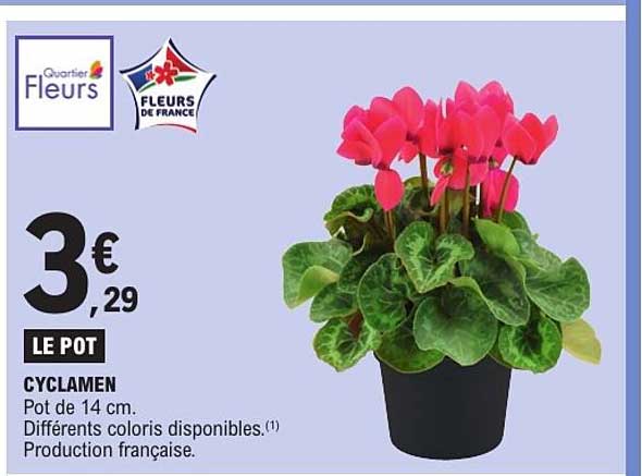 LE POT CYCLAMEN