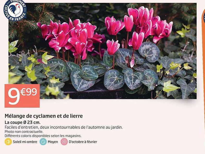 Mélange de cyclamen et de lierre
